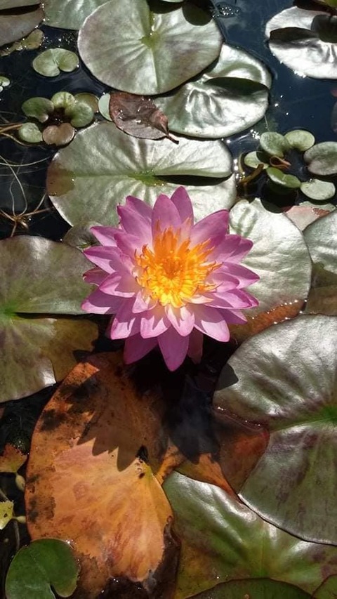 Lilia Wodna Siam Purple 1 odmiana o fioletowych kwiatach